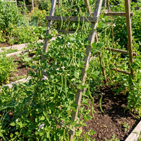 Phaseolus acutifolius Green Tepary Bean for Home Garden Growing