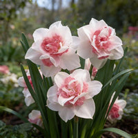 Pink White Narcissus Seeds for Planting  Elegant Spring Blooms
