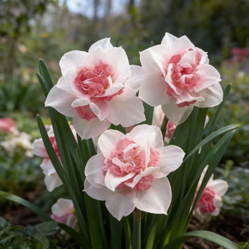 Pink White Narcissus Seeds for Planting  Elegant Spring Blooms