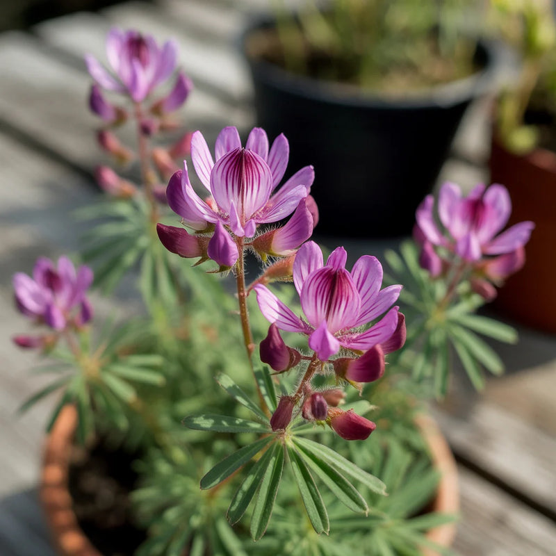 Purple Astragalus Flower seeds for Planting - Drought Tolerant, Heirloom & GMO Free Seeds for Home Garden
