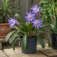Blue Schlumbergera Flower Seeds for Planting Seasonal Bloomer Heirloom & GMO Free Seeds for Home Garden
 
 Sale