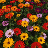Mixed Ornamental Flower seeds for Planting - Premium Quality, Heirloom & GMO Free Seeds for Home Garden