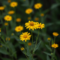 Heirloom Arnica Montana Flower seeds for Planting Seasonal Bloomer Heirloom & GMO Free Seeds for Home Garden