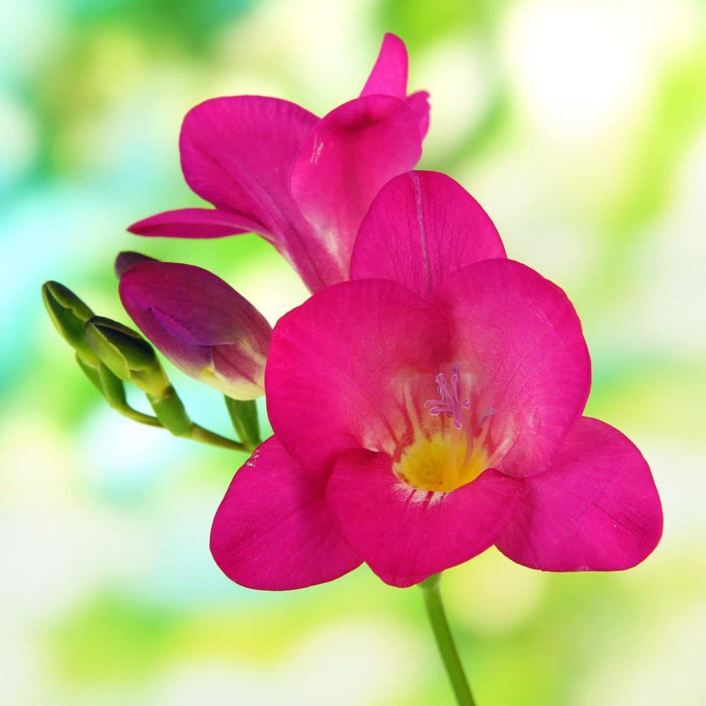 Freesia Flowers Blooming in a Colorful Garden Bed