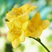 Yellow Fragrant Flower Seeds Planting Guide
