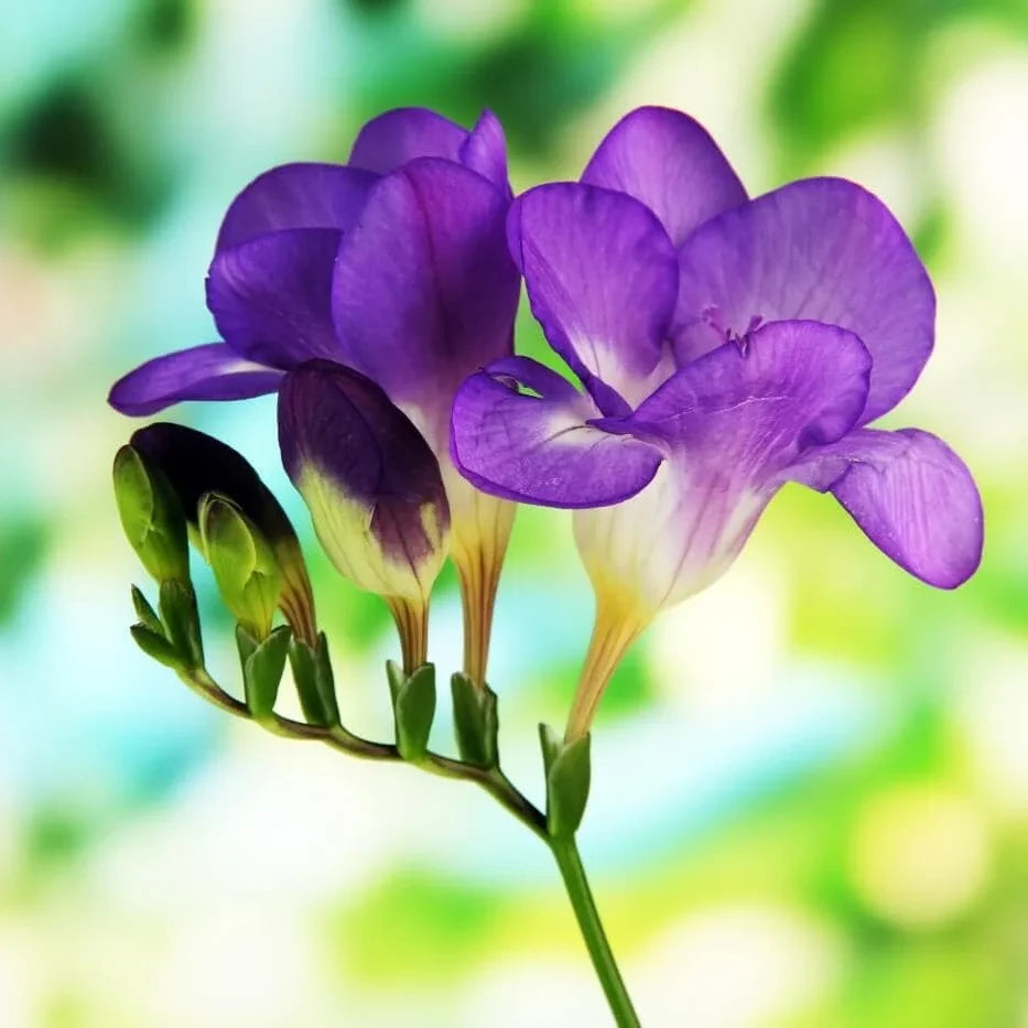 Freesia Flower seeds for Planting - Easy to Grow, Heirloom & GMO Free Seeds for Home Garden