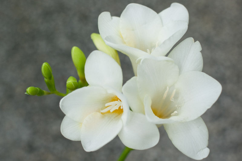 White Freesia Flower seeds for Planting Vibrant Colors Heirloom & GMO Free Seeds for Home Garden
 
 Sale