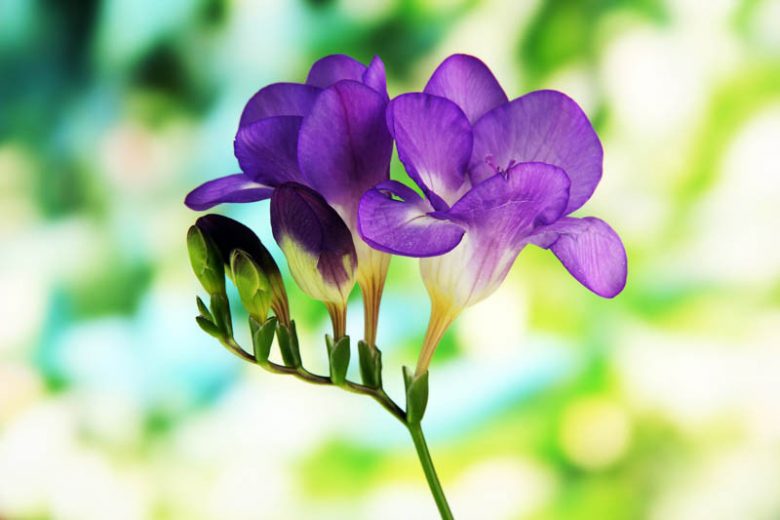 Blue Freesias Flower seeds for Planting - Easy to Grow, Heirloom & GMO Free Seeds for Home Garden