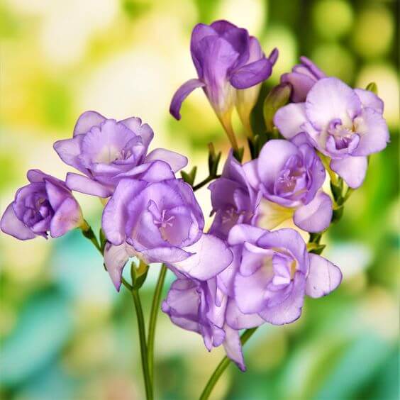 Blue Freesias Flower seeds for Planting - Easy to Grow, Heirloom & GMO Free Seeds for Home Garden
