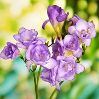 Blue Freesias Flower seeds for Planting - Easy to Grow, Heirloom & GMO Free Seeds for Home Garden
