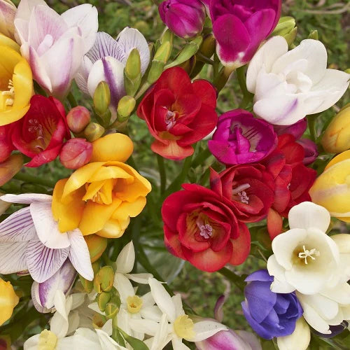 Mix Freesias Flower Planting Seeds for Vibrant Garden Blooms