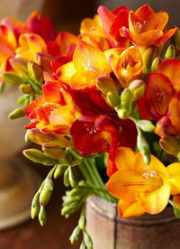Yellow Orange Freesias Flower seeds for Planting - Fragrant Blossoms, Heirloom & GMO Free Seeds for Home Garden