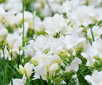 White Freesia Indoor Potted Flower Seeds