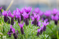 French Lavender Lavandula Stoechas Non-GMO Seeds for Planting