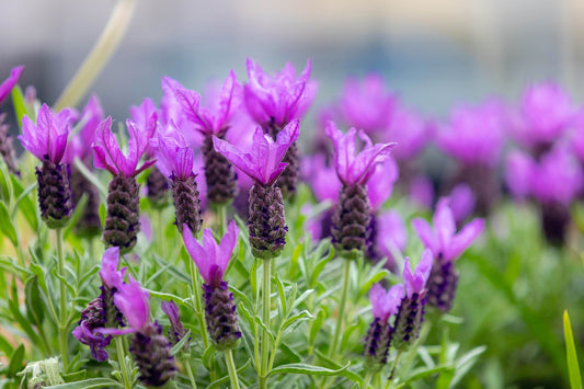 French Lavender Lavandula Stoechas Non-GMO Seeds for Planting