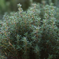 French Thyme seeds Thymus vulgaris hardy pollinator groundcover