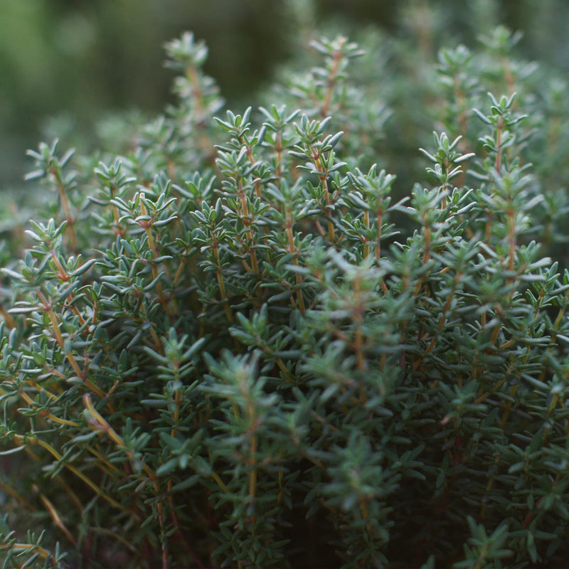 French Thyme seeds Thymus vulgaris hardy pollinator groundcover