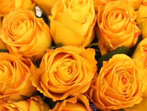Dark Yellow Rose Flower Seeds for Planting – NonGMO Heirloom Garden Seeds Perfect for Borders
 
 Sale