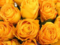Dark Yellow Rose Flower Seeds for Planting – NonGMO Heirloom Garden Seeds Perfect for Borders
 
 Sale