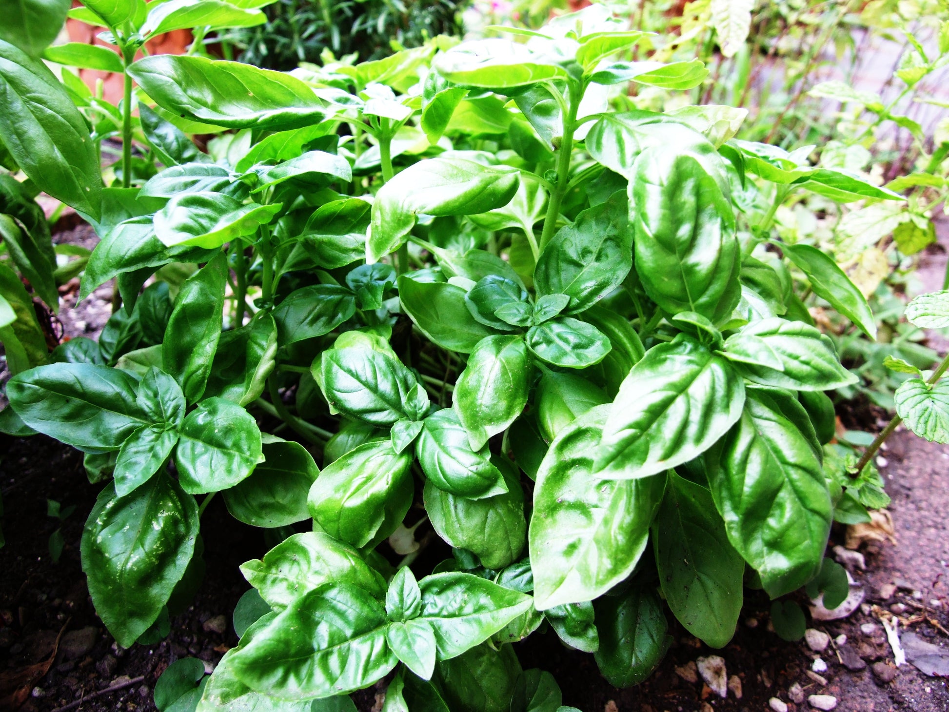 Planting guide for green basil seeds