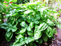 Planting guide for green basil seeds