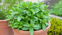 Fresh mint growing in garden bed