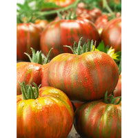Fresh Pink Berkeley seeds for home planting