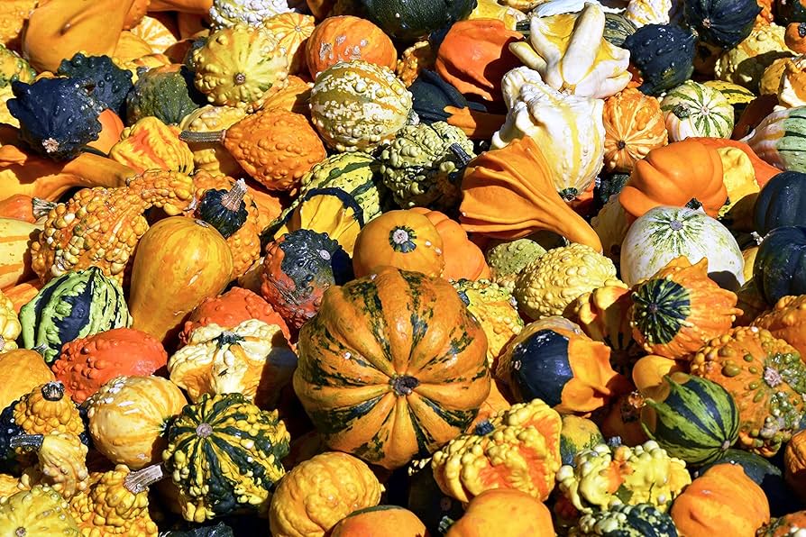 Fresh Thorn Pumpkin seeds for home planting