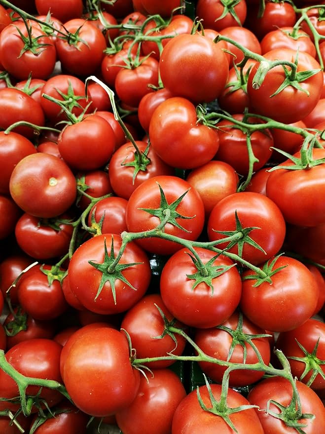 Fresh garden tomatoes harvested
