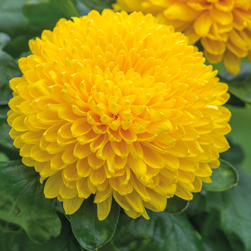 Yellow Chrysanthemum Flower seeds for Planting Drought Tolerant Heirloom & GMO Free Seeds for Home Garden 
 
 Sale