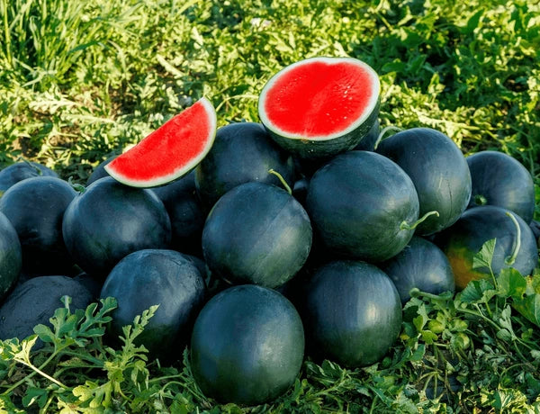 Black Watermelon Seeds for Planting - Grow Your Own Delicious Fruit