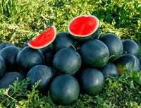 Black Watermelon Seeds for Planting - Grow Your Own Delicious Fruit