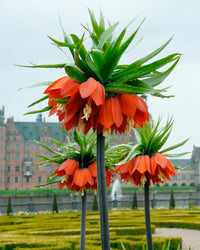 Fritillaria Imperialis Flower seeds for Planting Seasonal Bloomer Heirloom & GMO Free Seeds for Home Garden