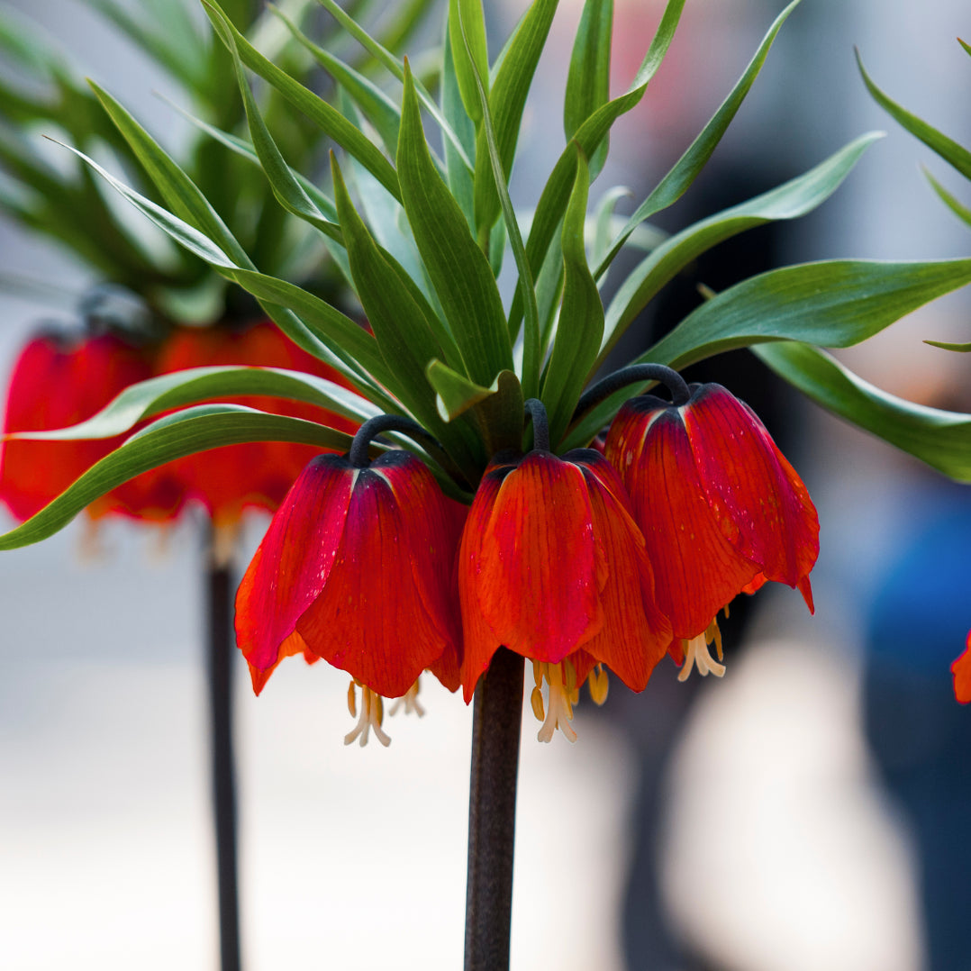 Red Fritillaria Imperialis Flower seeds for Planting - Wildflower Mix, Heirloom & GMO Free Seeds for Home Garden