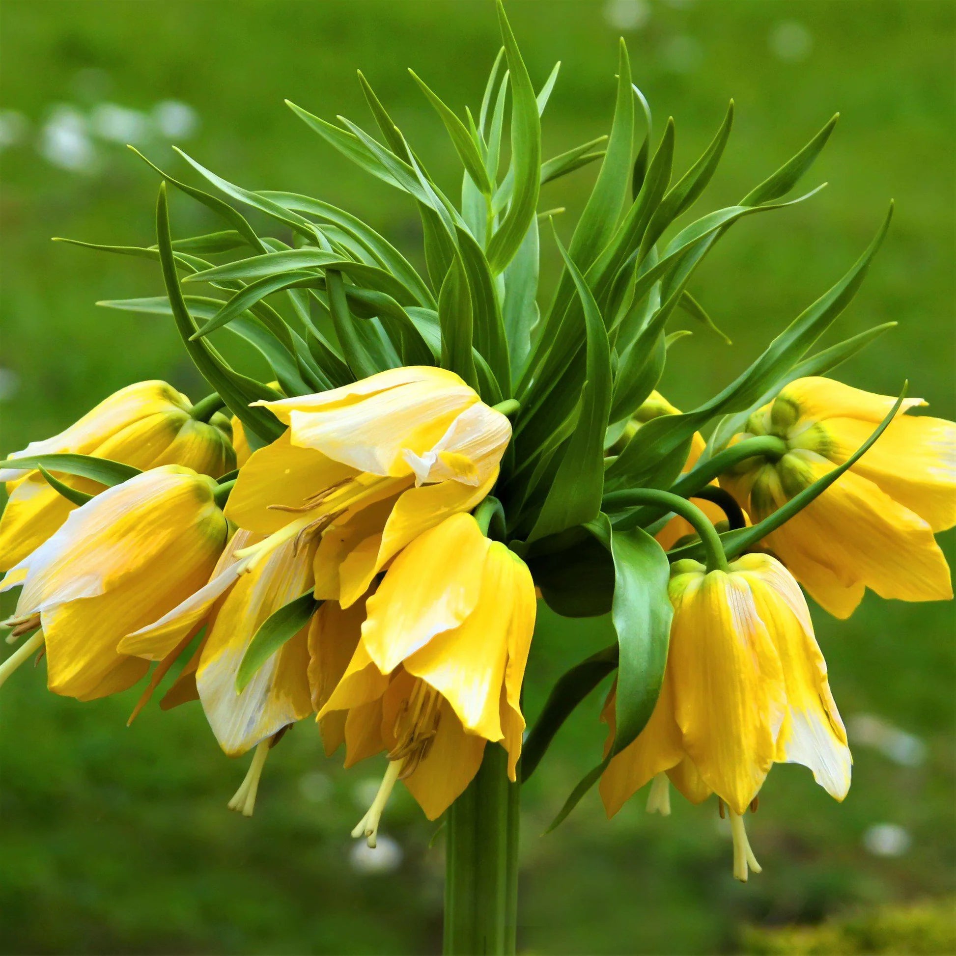Yellow Fritillaria Flower Seeds for Planting Shade Tolerant Heirloom & GMO Free Seeds for Home Garden
 
 Sale
