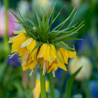 Yellow Imperial Crown Flower seeds for Planting - Pollinator Friendly, Heirloom & GMO Free Seeds for Home Garden