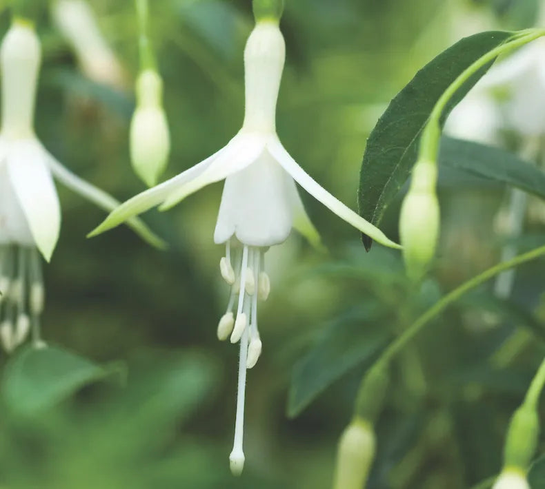 White Fuchsia Flower Seeds for Planting - Gorgeous Annual Blooms