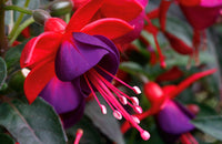 Red Violet Fuchsia Hybrida Seeds Shade Tolerant Heirloom & GMO Free Seeds for Home Garden
 
 Sale