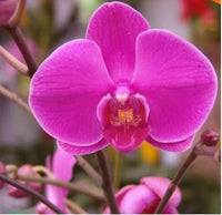 Dark Pink Phalaenopsis Orchid Seeds for Planting Wildflower Mix Heirloom & GMO Free Seeds for Home Garden
 
 Sale