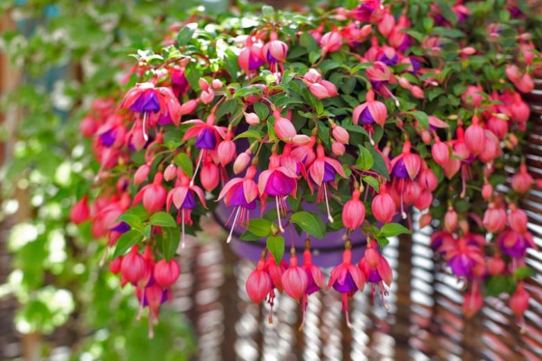 Fuchsia Flower seeds for Planting Shade Tolerant Heirloom & GMO Free Seeds for Home Garden 
 
 Sale