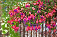 Fuchsia Flower seeds for Planting Shade Tolerant Heirloom & GMO Free Seeds for Home Garden 
 
 Sale