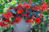 Red Double Petals Fuchsia Seeds for Planting Low Maintenance Heirloom & GMO Free Seeds for Home Garden
 
 Sale
