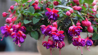 Double Petals Fuchsia Seeds - Yellow Red Blooms for Planting