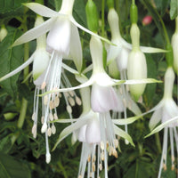White Fuchsia Flower Seeds for Planting - Gorgeous Annual Blooms