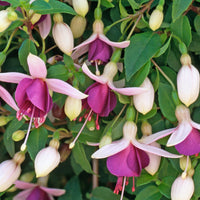 Lanterna of Flowers Semi Fuchsia Hanging Flowers