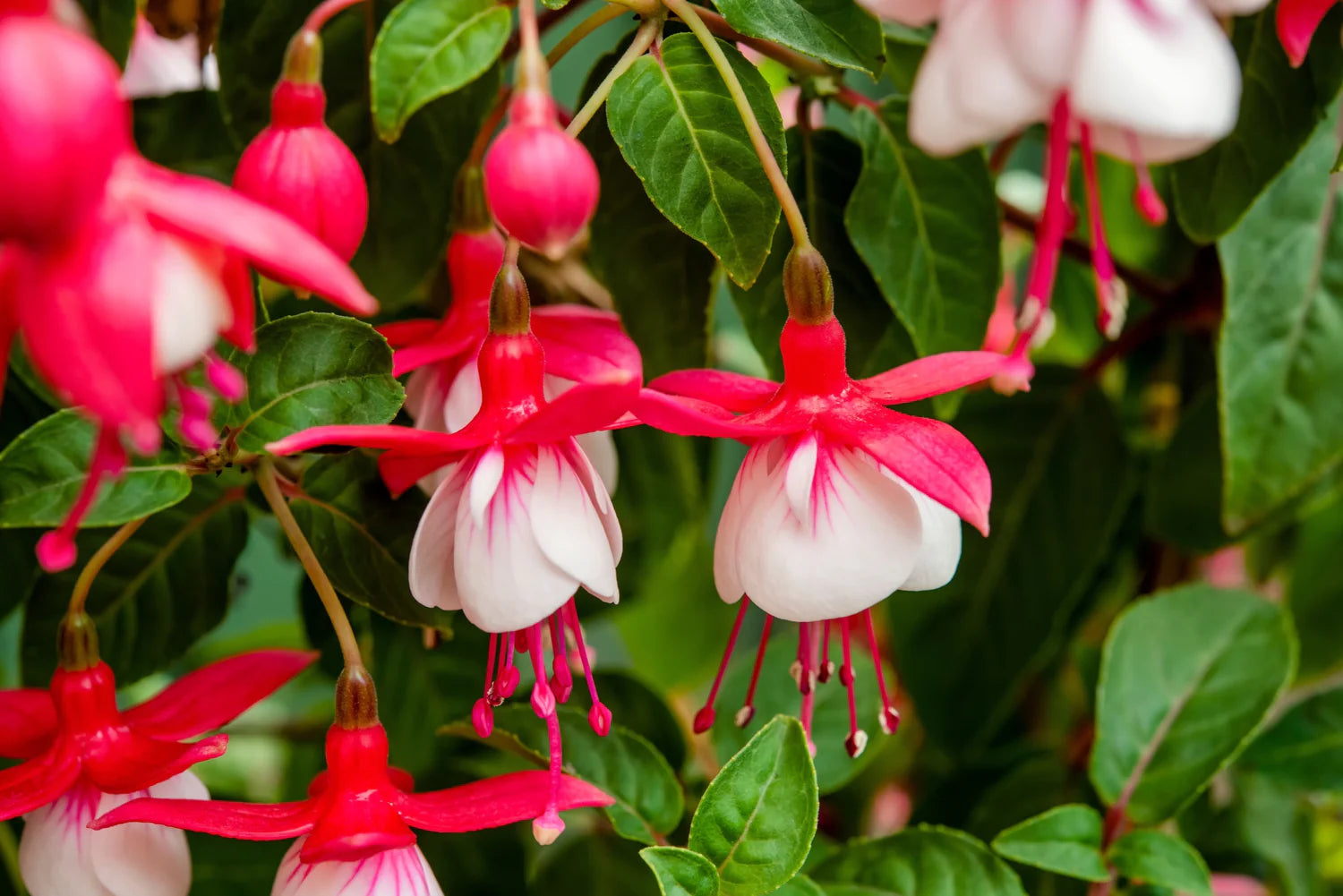 Pink White Fuchsia Flower Seeds Garden Favorite Heirloom & GMO Free Seeds for Home Garden
 
 Sale