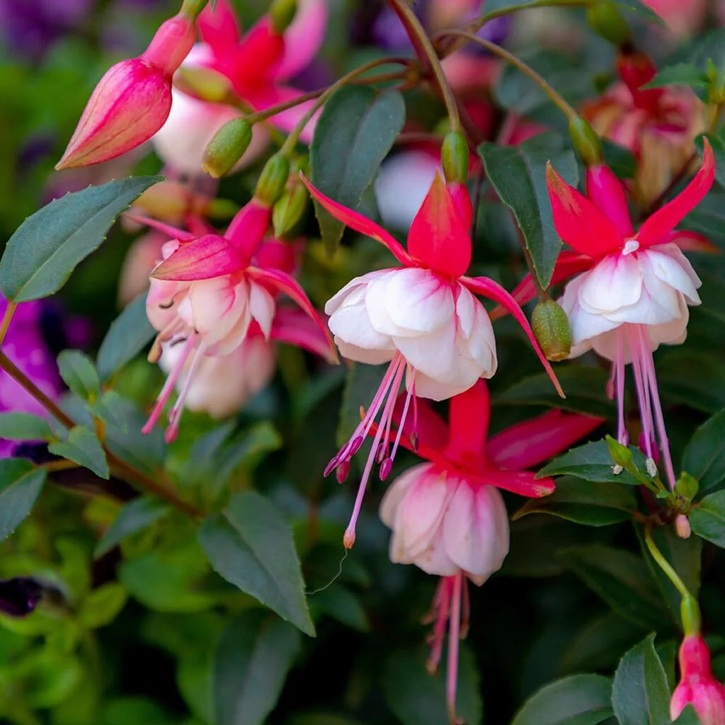 Fuchsia Flower seeds for Planting Shade Tolerant Heirloom & GMO Free Seeds for Home Garden 
 
 Sale