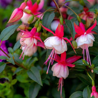 Fuchsia Flower seeds for Planting Shade Tolerant Heirloom & GMO Free Seeds for Home Garden 
 
 Sale