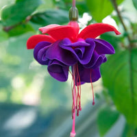 Purple Fuchsia Flower seeds for Planting - Easy to Grow, Heirloom & GMO Free Seeds for Home Garden
 
 Sale