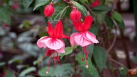 Red Double Petals Fuchsia Seeds for Planting Low Maintenance Heirloom & GMO Free Seeds for Home Garden
 
 Sale